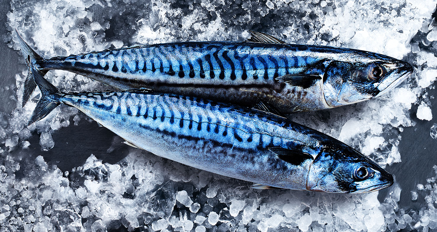 Mackerel00179V2